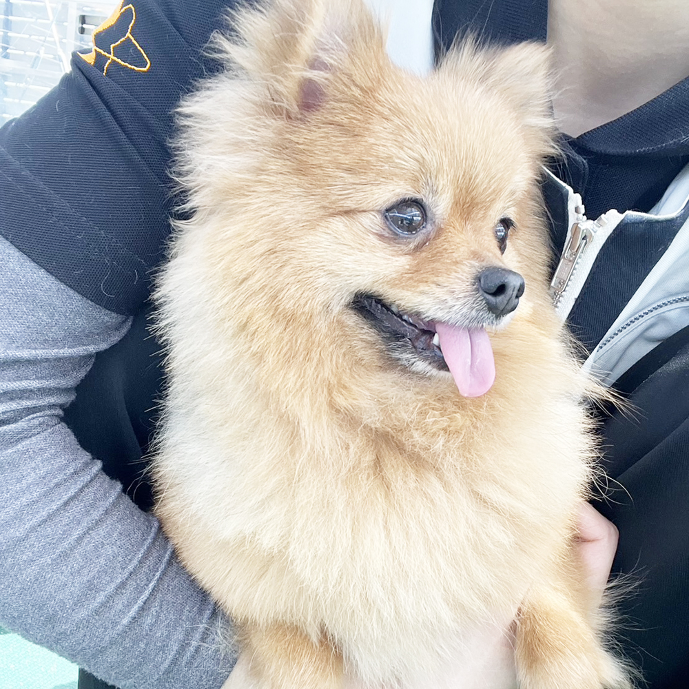 生徒が撮影したモデル犬写真♪①